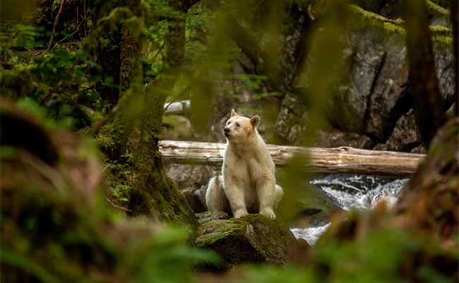 Spirit Bear Lodge